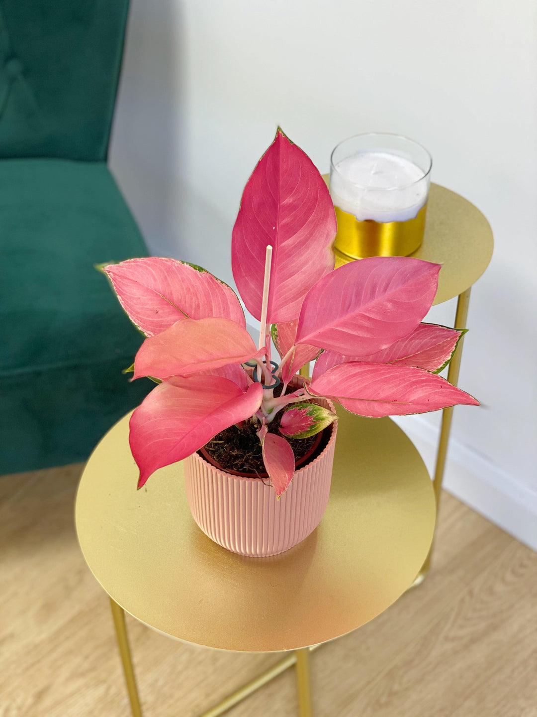 aglaonema flamingo pink Aglaonema Flamingo | Chinese Evergreen