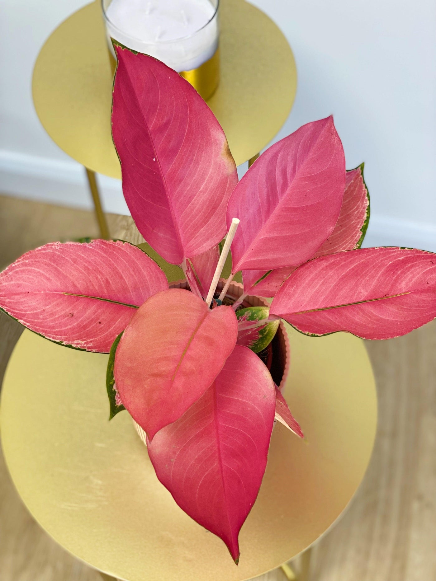 pink chinese evergreen aglaonema Aglaonema Flamingo | Chinese Evergreen
