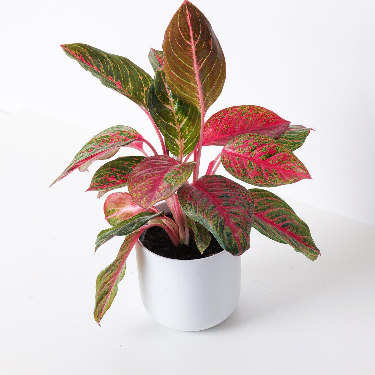 Aglaonema Garnet Coltrane - House of Kojo