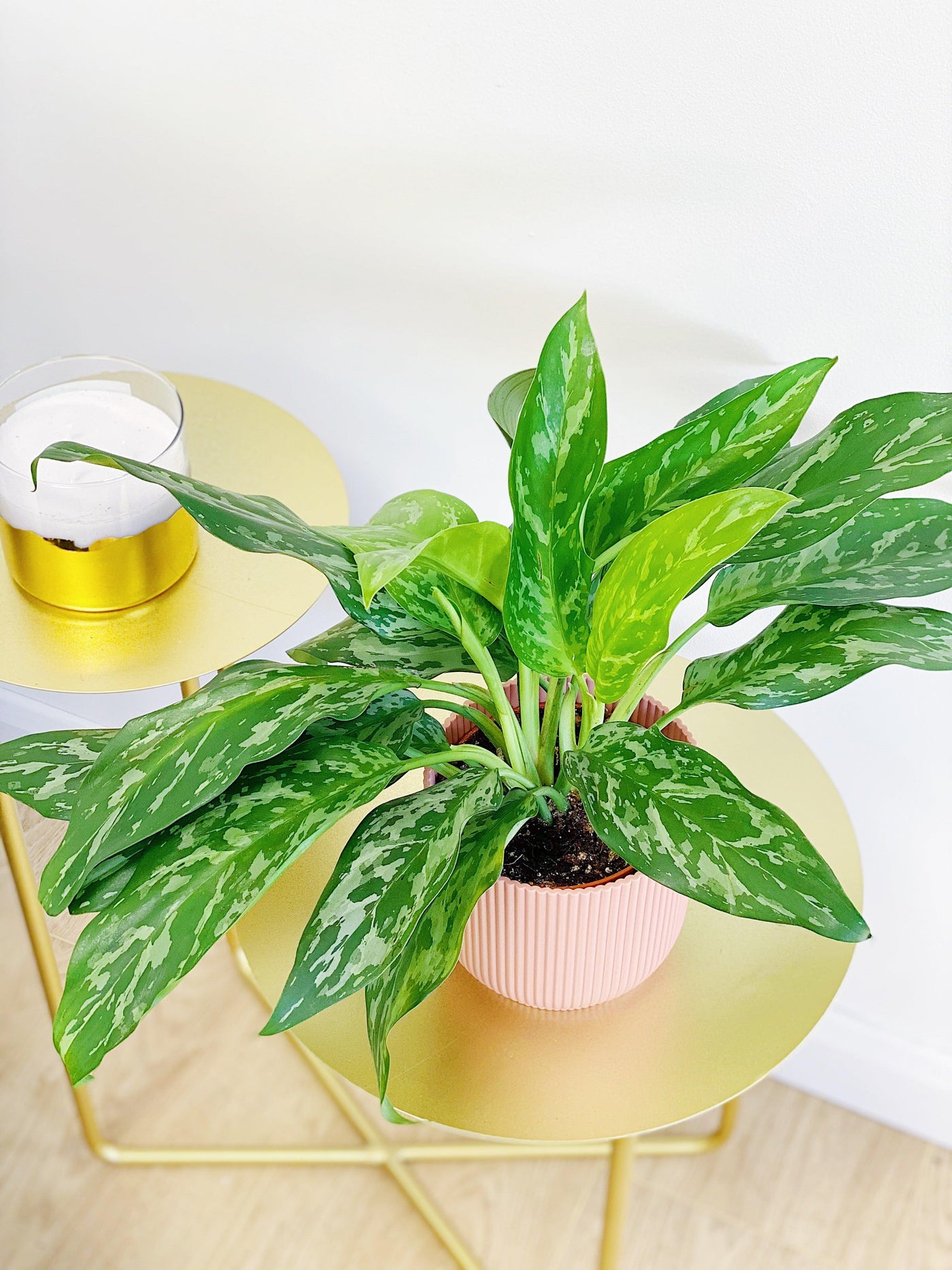 Aglaonema Green Lady | Chinese Evergreen House Plant - House of Kojo