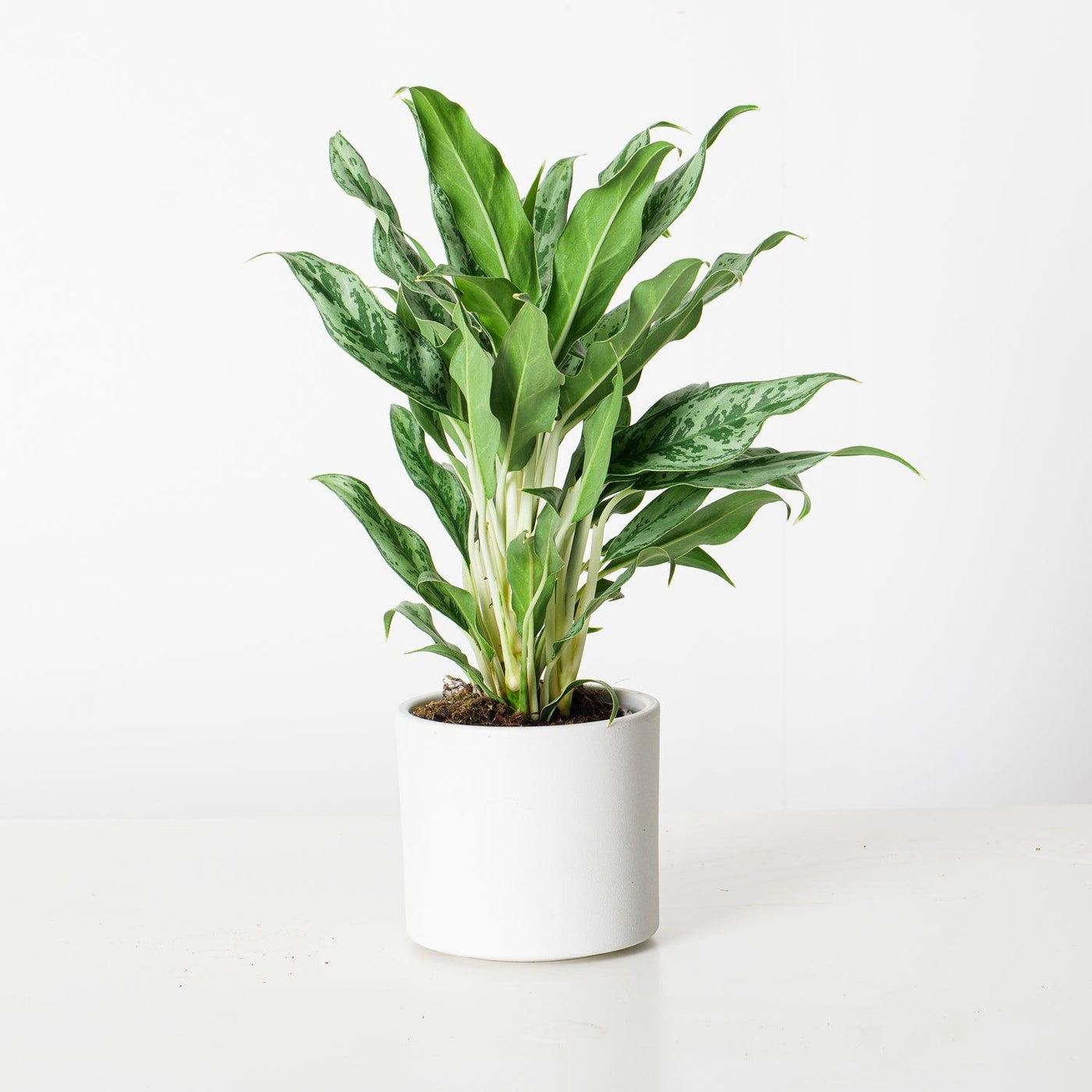 Aglaonema Greyhound - House of Kojo