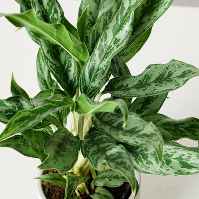 Aglaonema Greyhound - House of Kojo