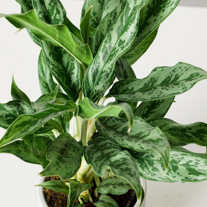 aglaonema dogs Aglaonema Greyhound