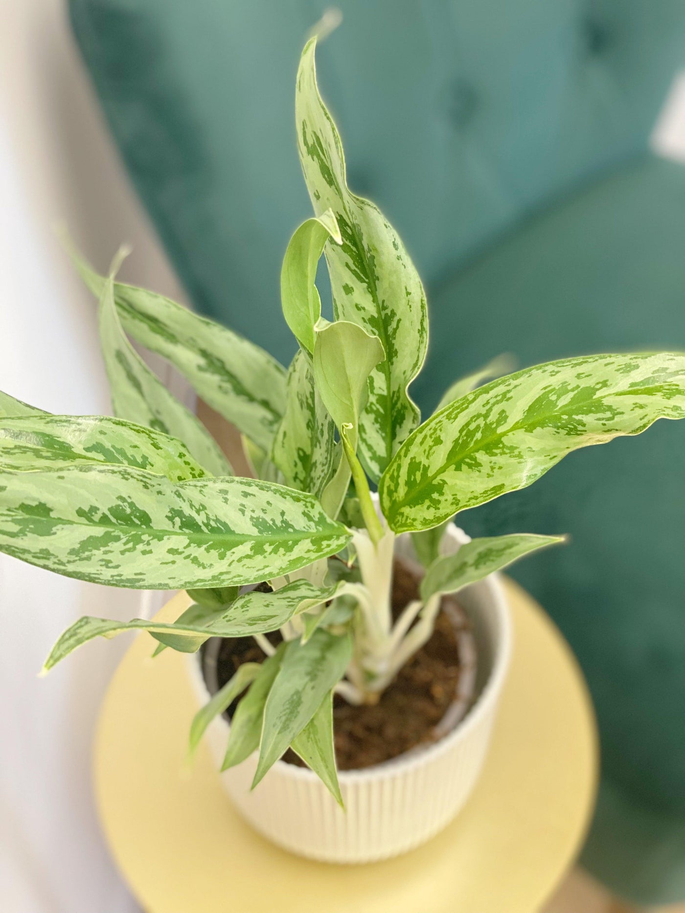 aglaonema greyhound Aglaonema Greyhound