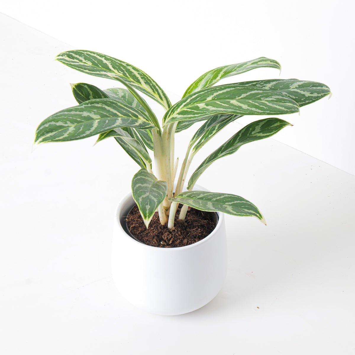 Aglaonema Ivy Green - House of Kojo