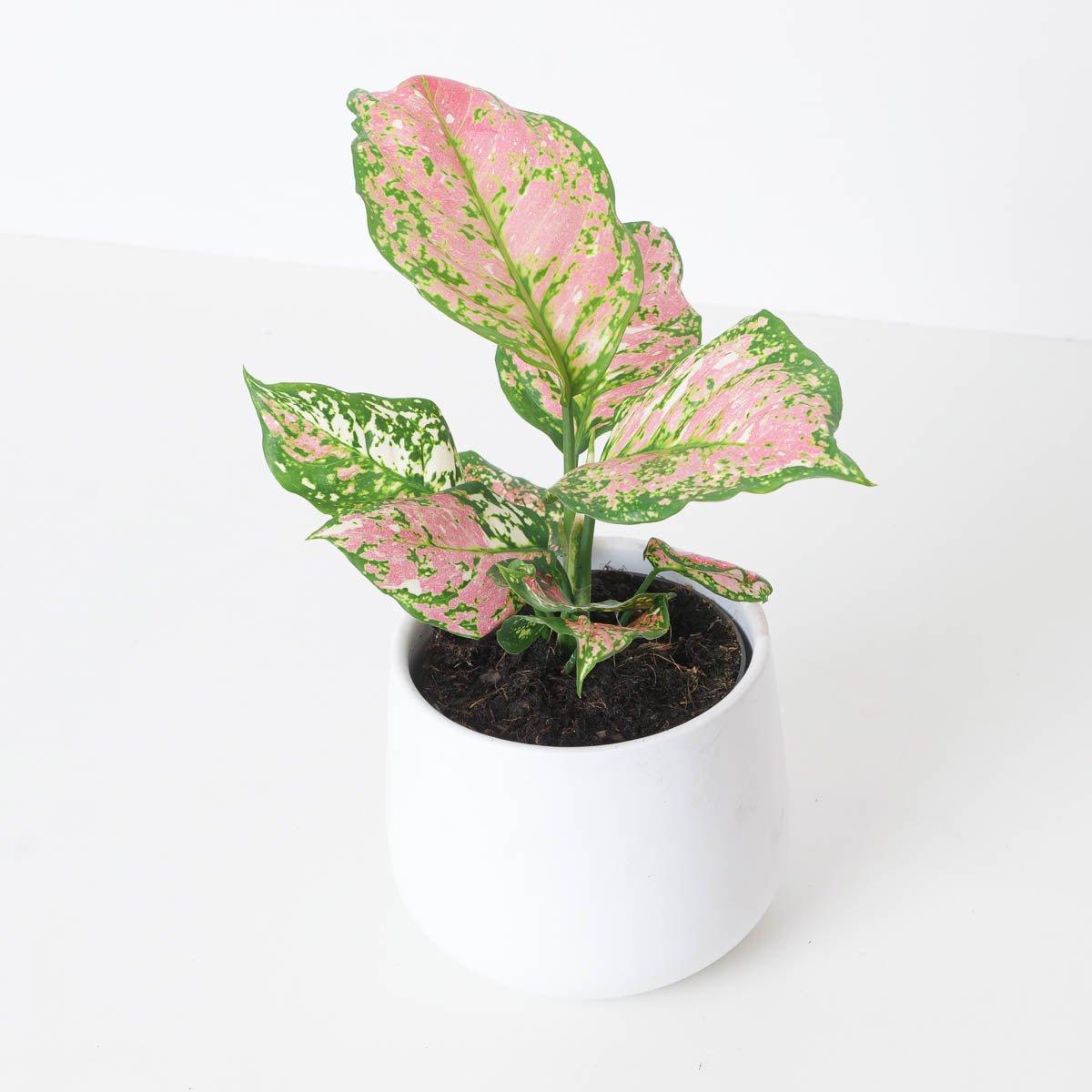 Aglaonema Jaxxy Red - House of Kojo