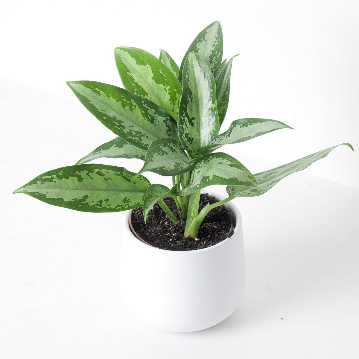 Aglaonema Jubilee Compacta - House of Kojo