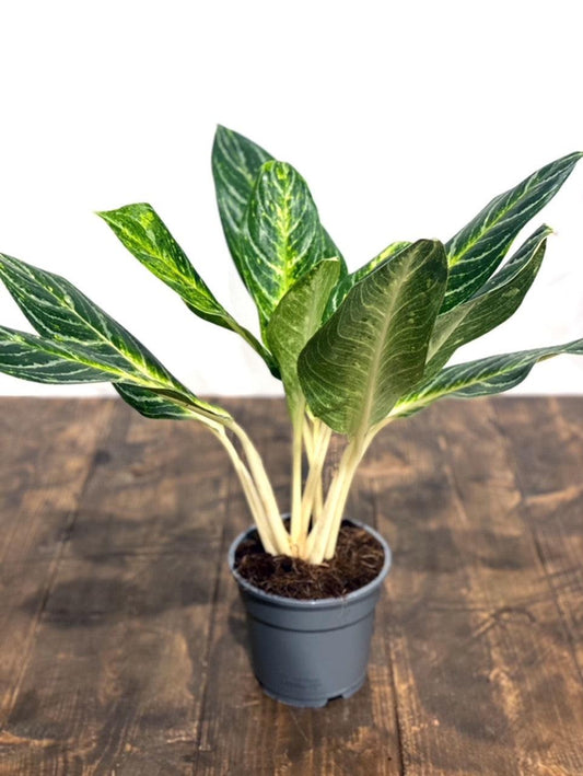 Aglaonema Key Lime - House of Kojo