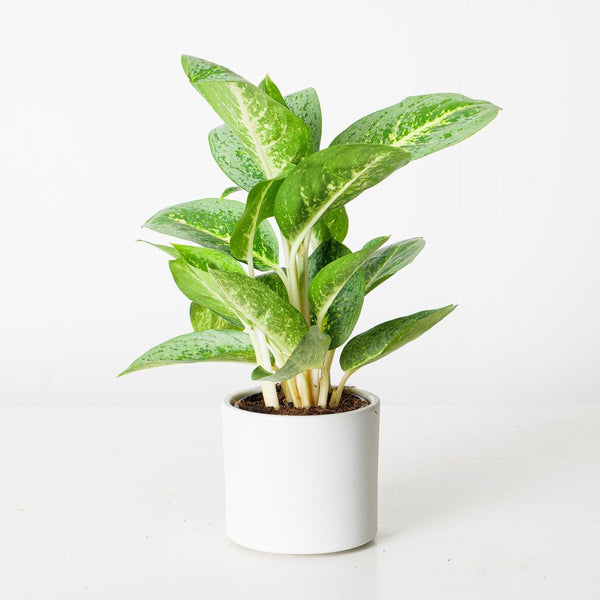 aglaonema mond Aglaonema Lemon Mint