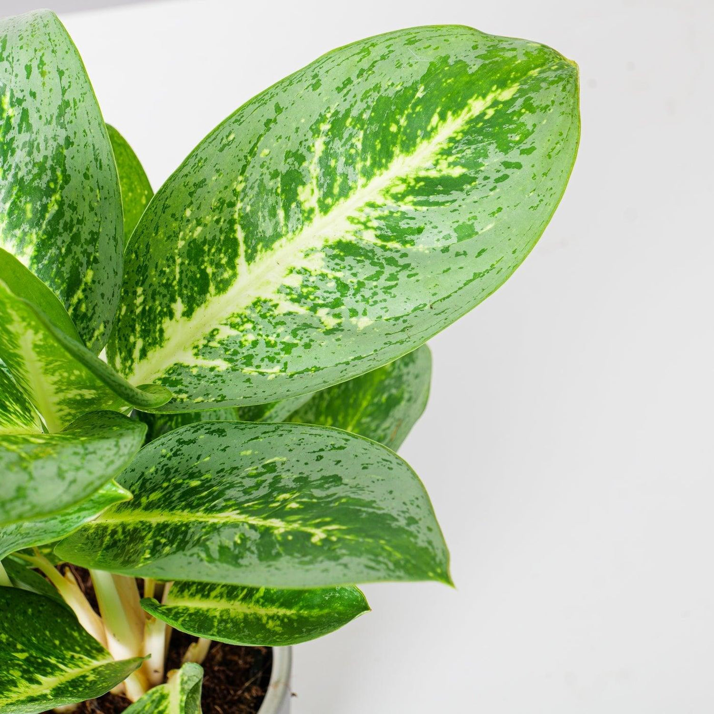 Aglaonema Lemon Mint - House of Kojo