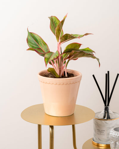 Aglaonema Light Star - House of Kojo