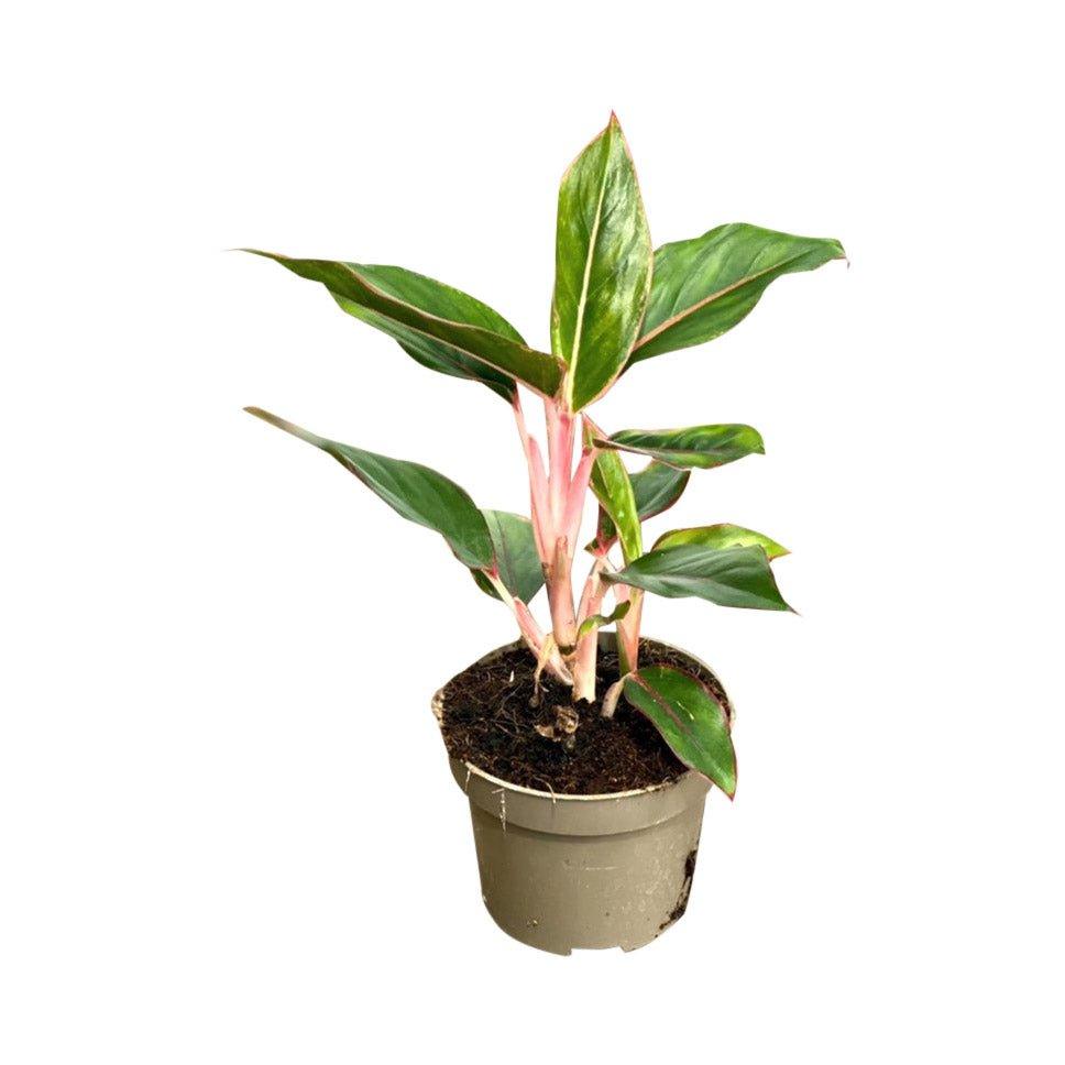 Aglaonema Light Star - House of Kojo