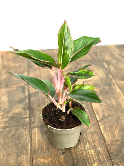 Aglaonema Light Star - House of Kojo