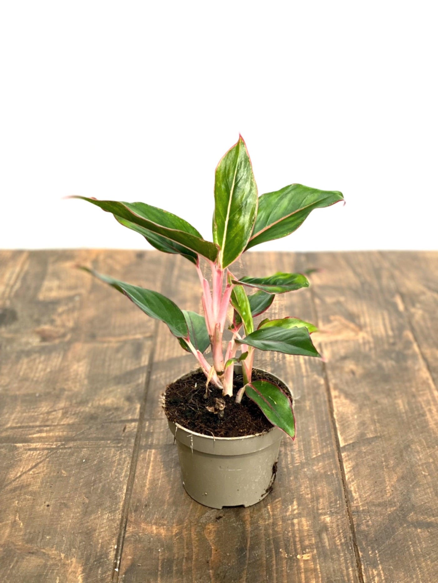 Aglaonema Light Star - House of Kojo