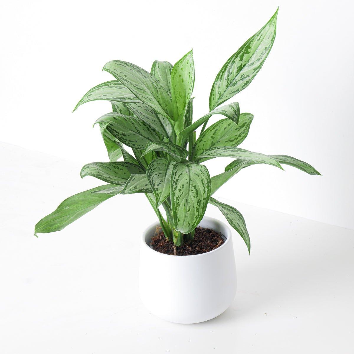 Aglaonema Maria Christina - House of Kojo