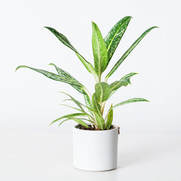 aglaonema plant leon Aglaonema Matcha Lemon