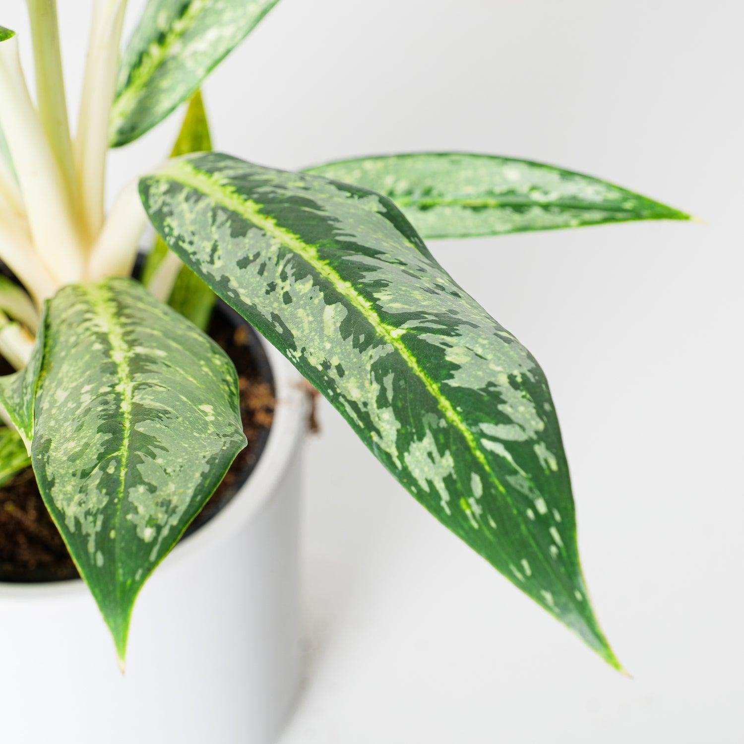 Aglaonema Matcha Lemon - House of Kojo