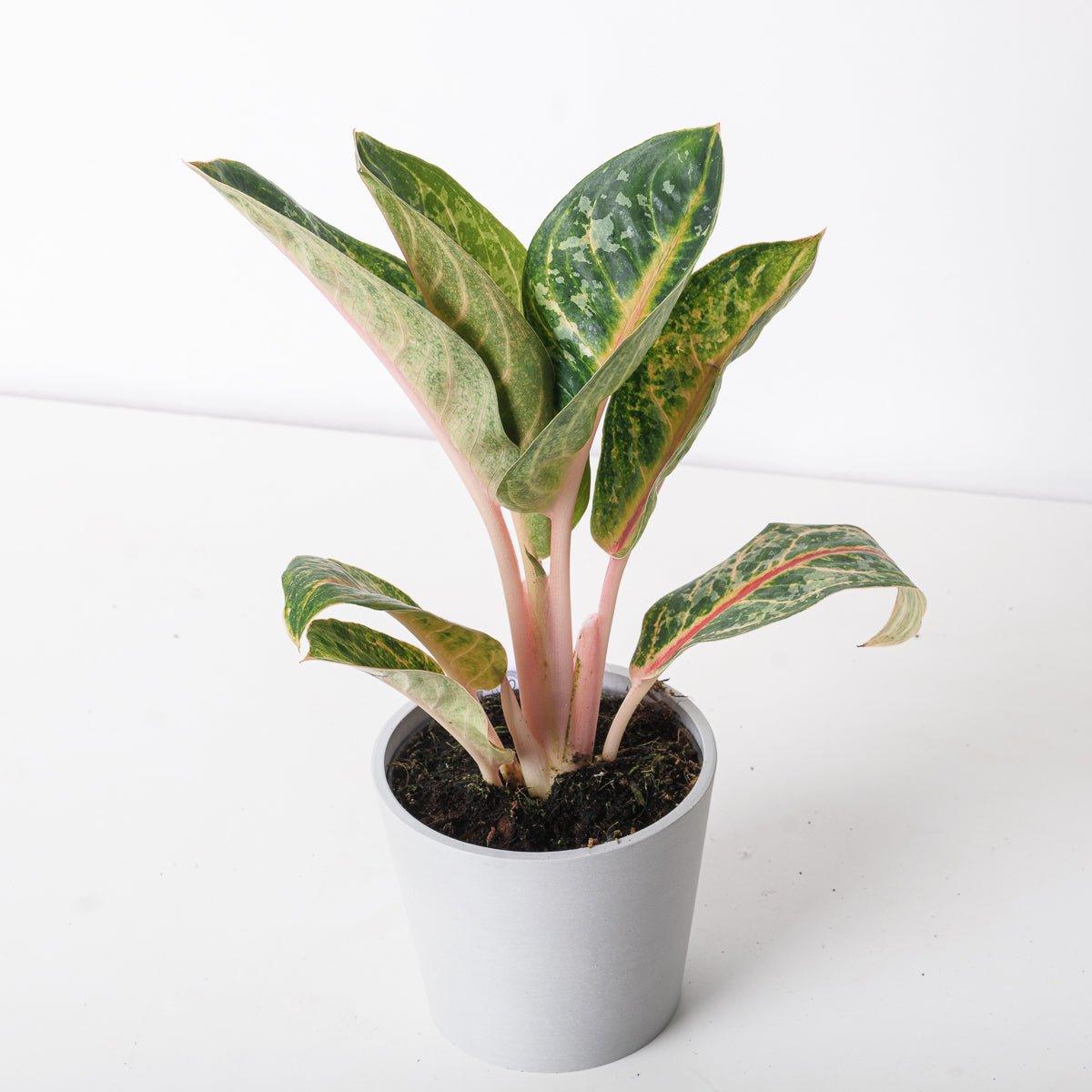 Aglaonema Orange Flame - House of Kojo