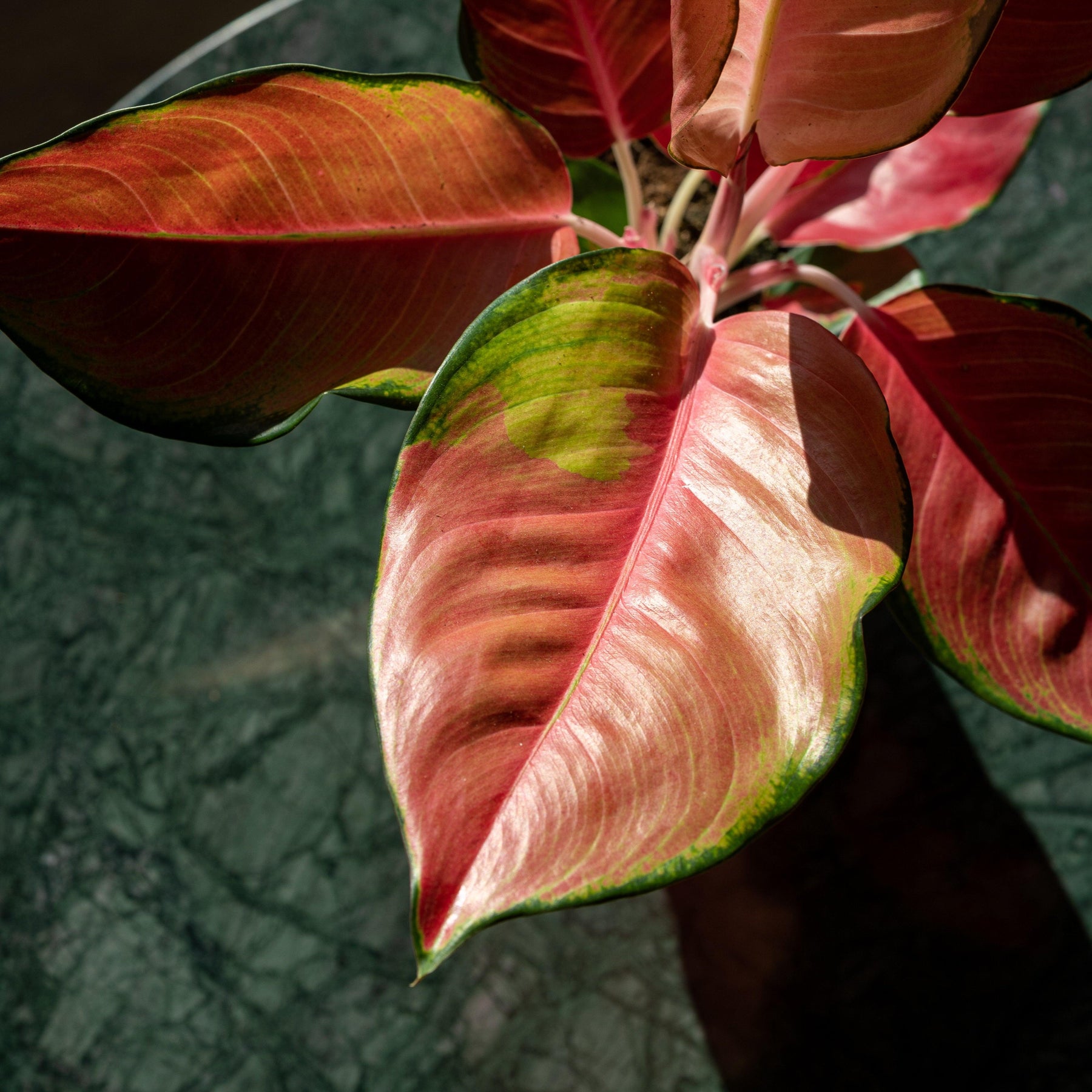 aglaonema charlie Aglaonema Orange Star