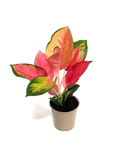 Aglaonema Orange Star - House of Kojo