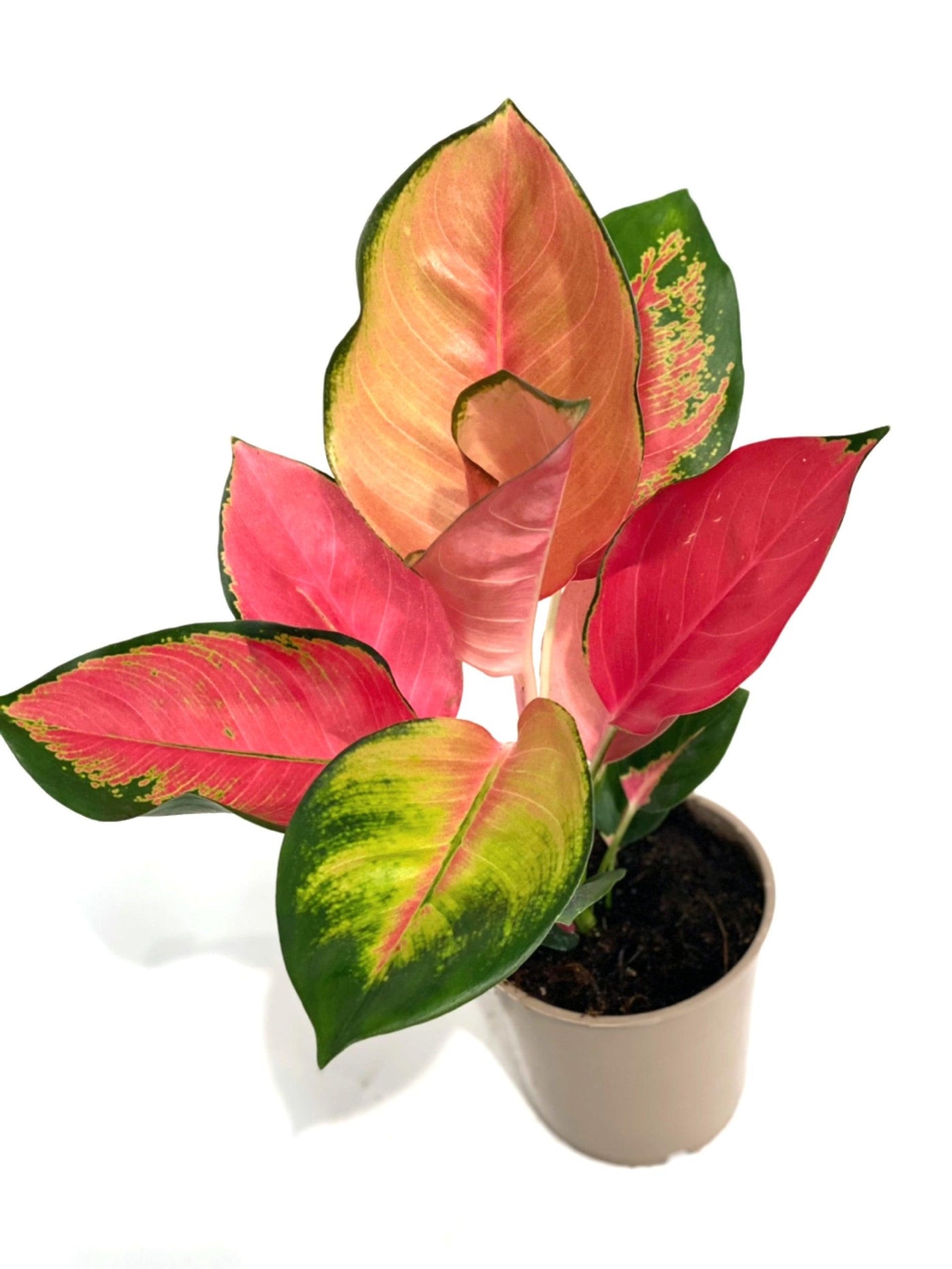 Aglaonema Orange Star - House of Kojo