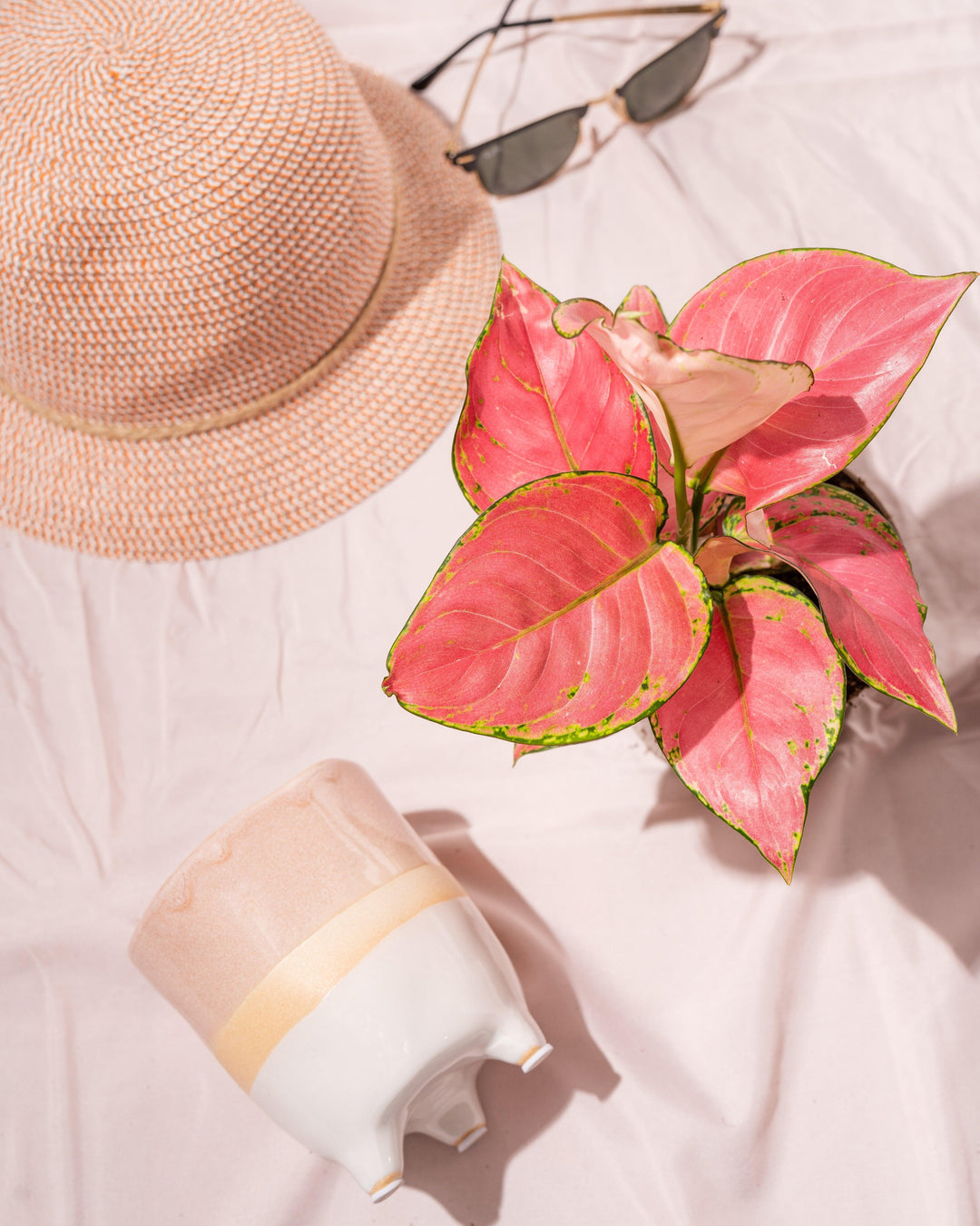 Aglaonema Pink Star