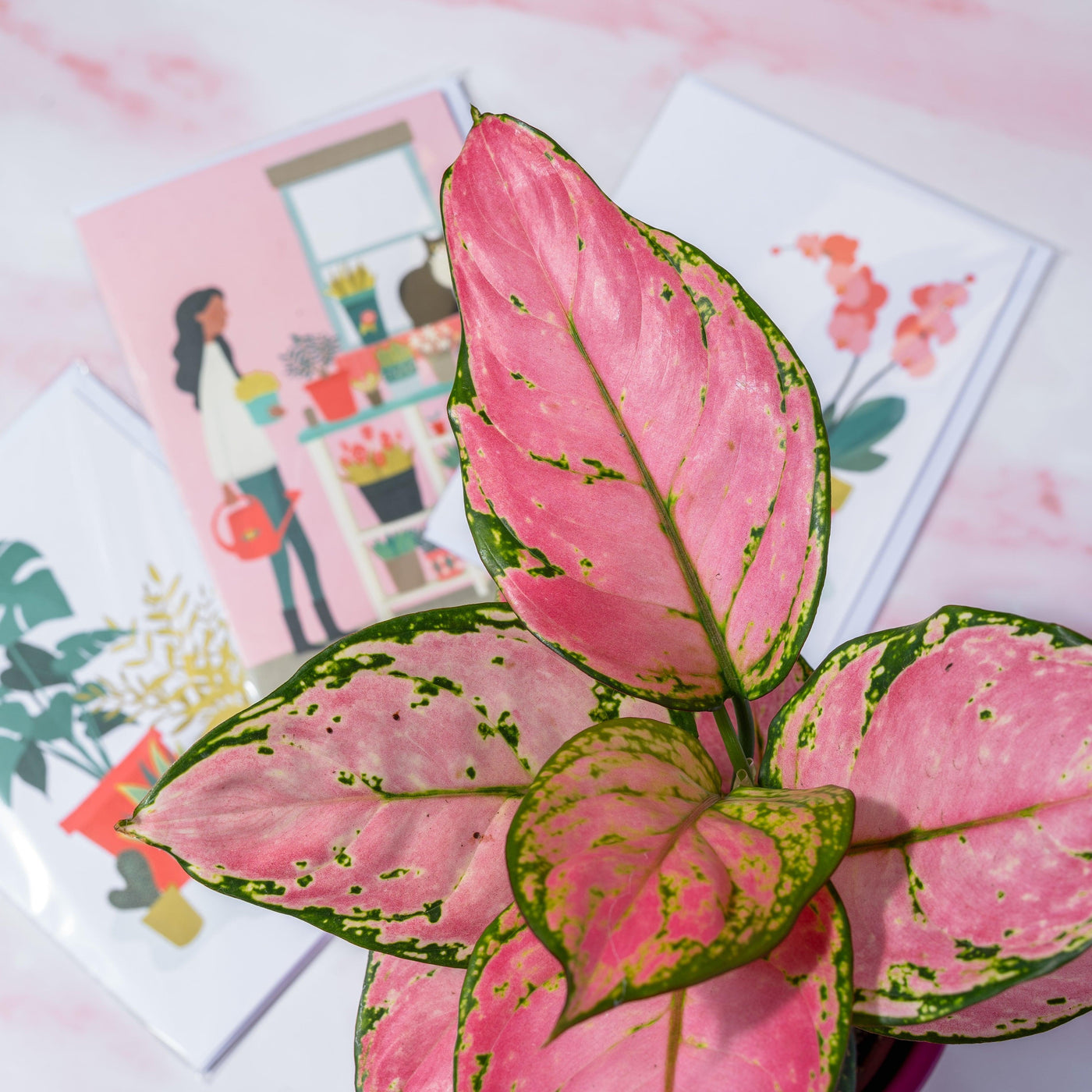 aglaonema star light pink Aglaonema Pink Star