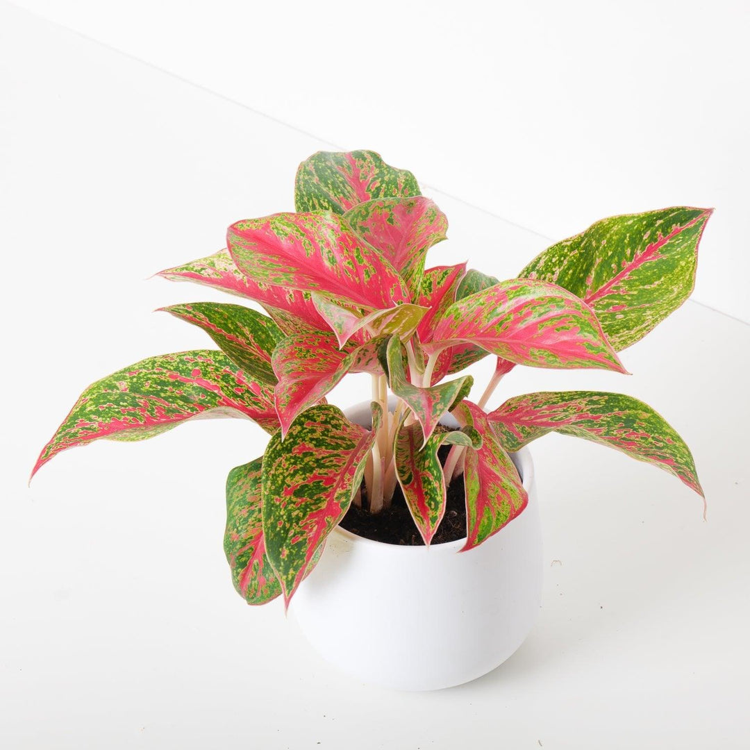 aglaonema pink emerald Aglaonema Red Emerald