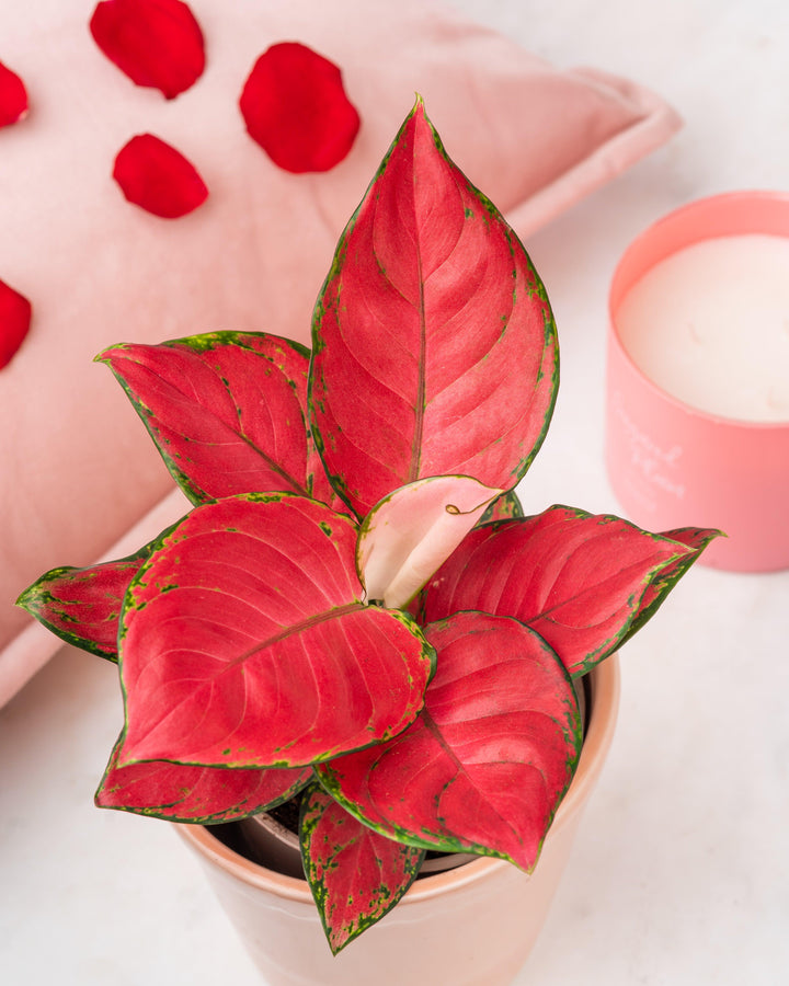 chinese lucky plant aglaonema Aglaonema Red Star | Chinese Evergreen | House Plant