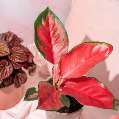 Aglaonema Red Star  | Chinese Evergreen | House Plant - House of Kojo