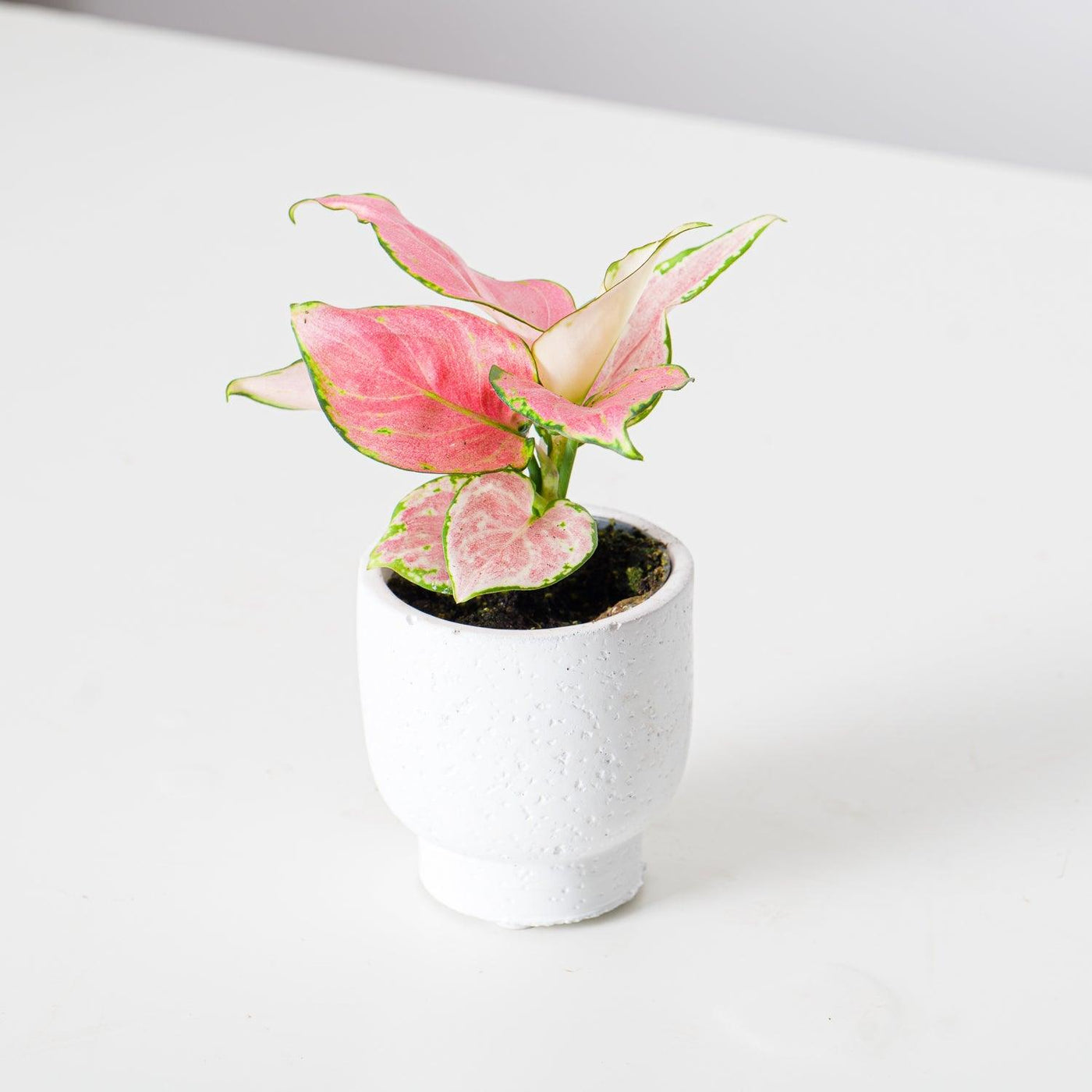 aglaonema red zirkon care Aglaonema Red Zirkon