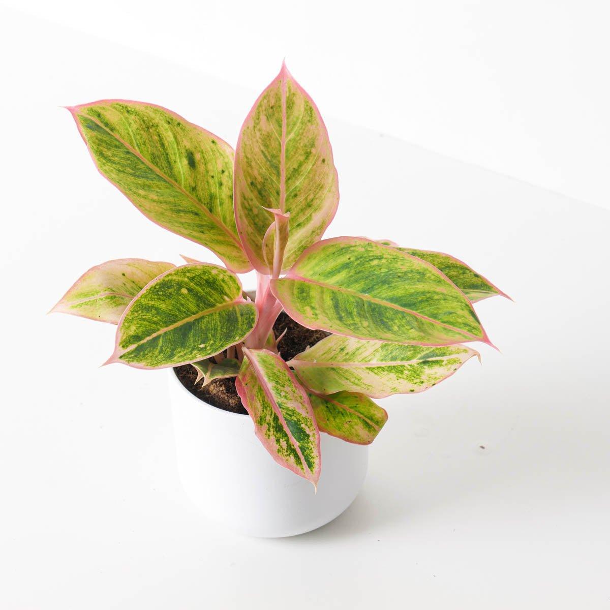 Aglaonema 'Salmon Fantasy' - House of Kojo