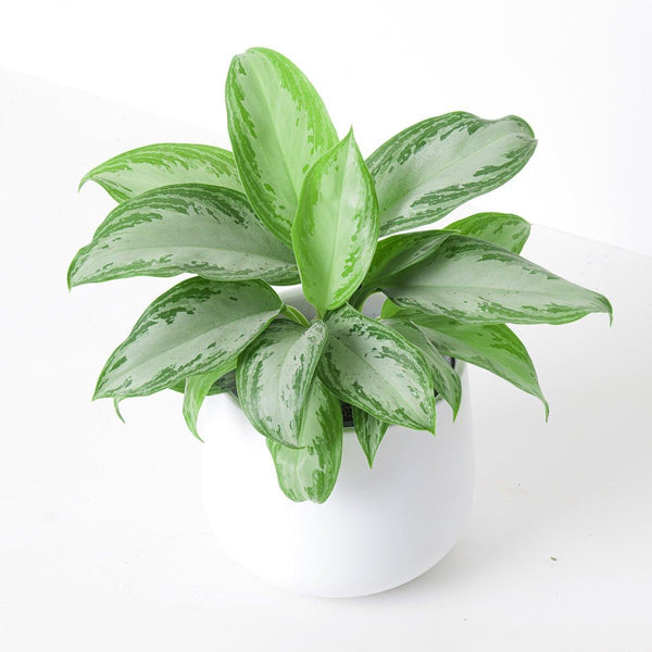 aglaonema silver bay plant Aglaonema Silver Bay