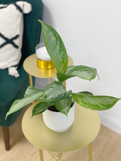 Aglaonema Silver Bay - House of Kojo