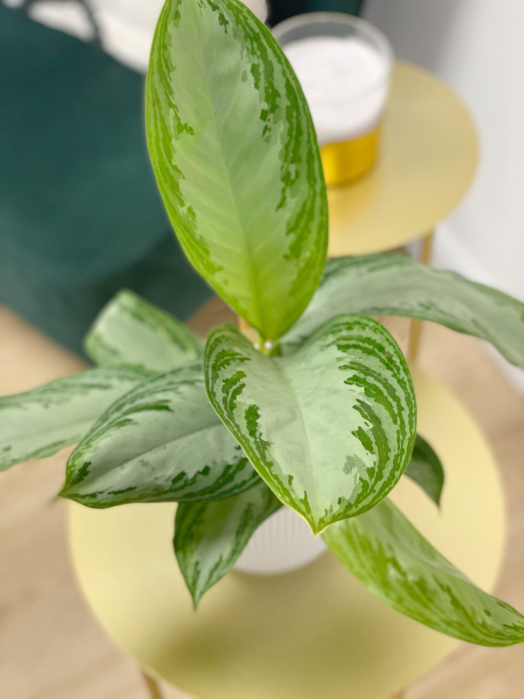 aglaonema silver bay yellow leaves Aglaonema Silver Bay