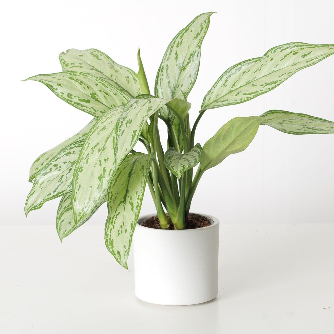 aglaonema princess silver queen Aglaonema Silver Queen