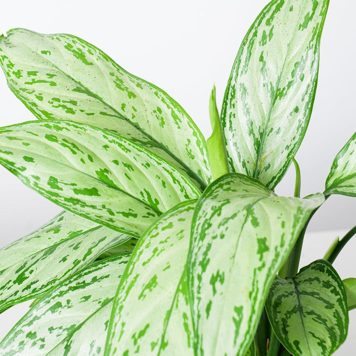 aglaonema nitidum 'silver queen Aglaonema Silver Queen