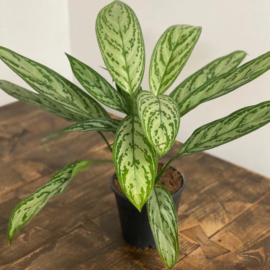 aglaonema silver king vs silver queen Aglaonema Silver Queen