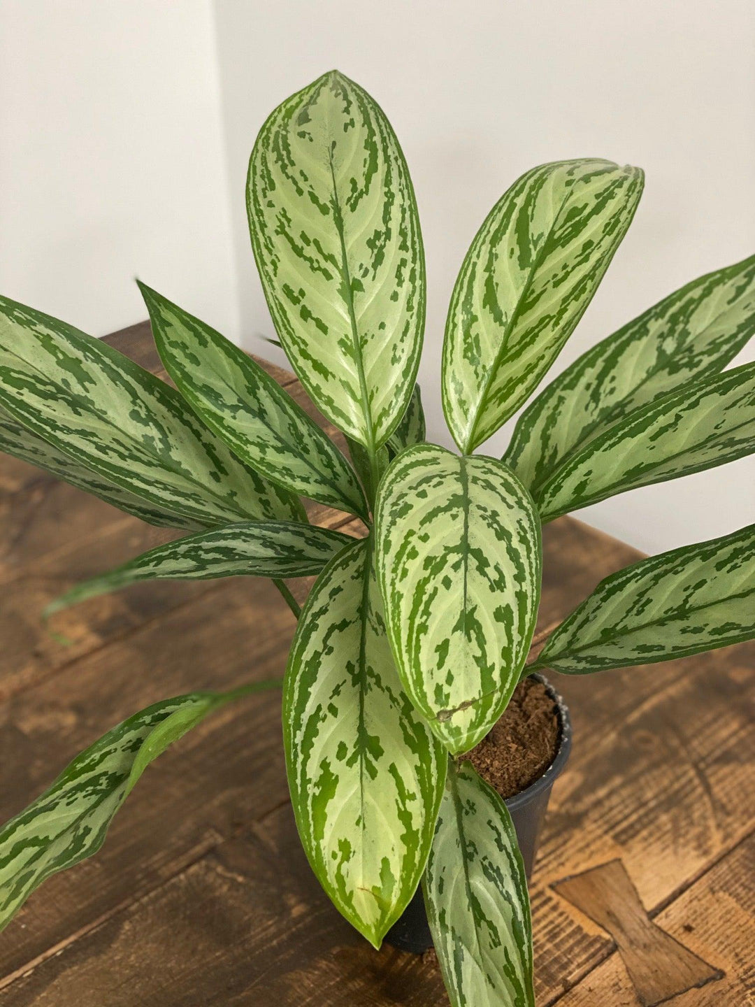 aglaonema silver queen price Aglaonema Silver Queen
