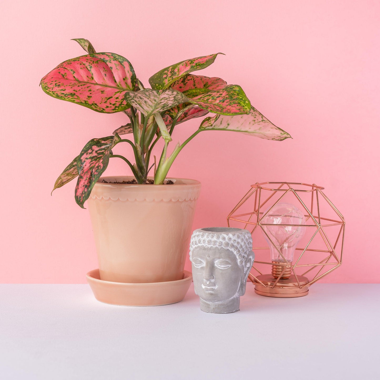 Aglaonema Spotted Star - House of Kojo