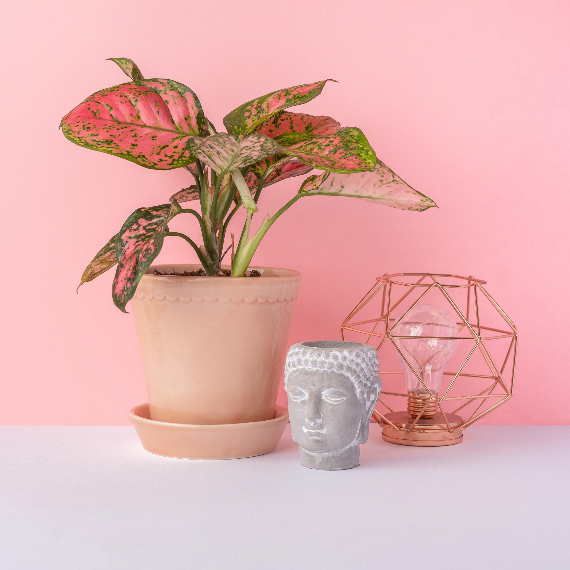 Aglaonema Spotted Star - House of Kojo