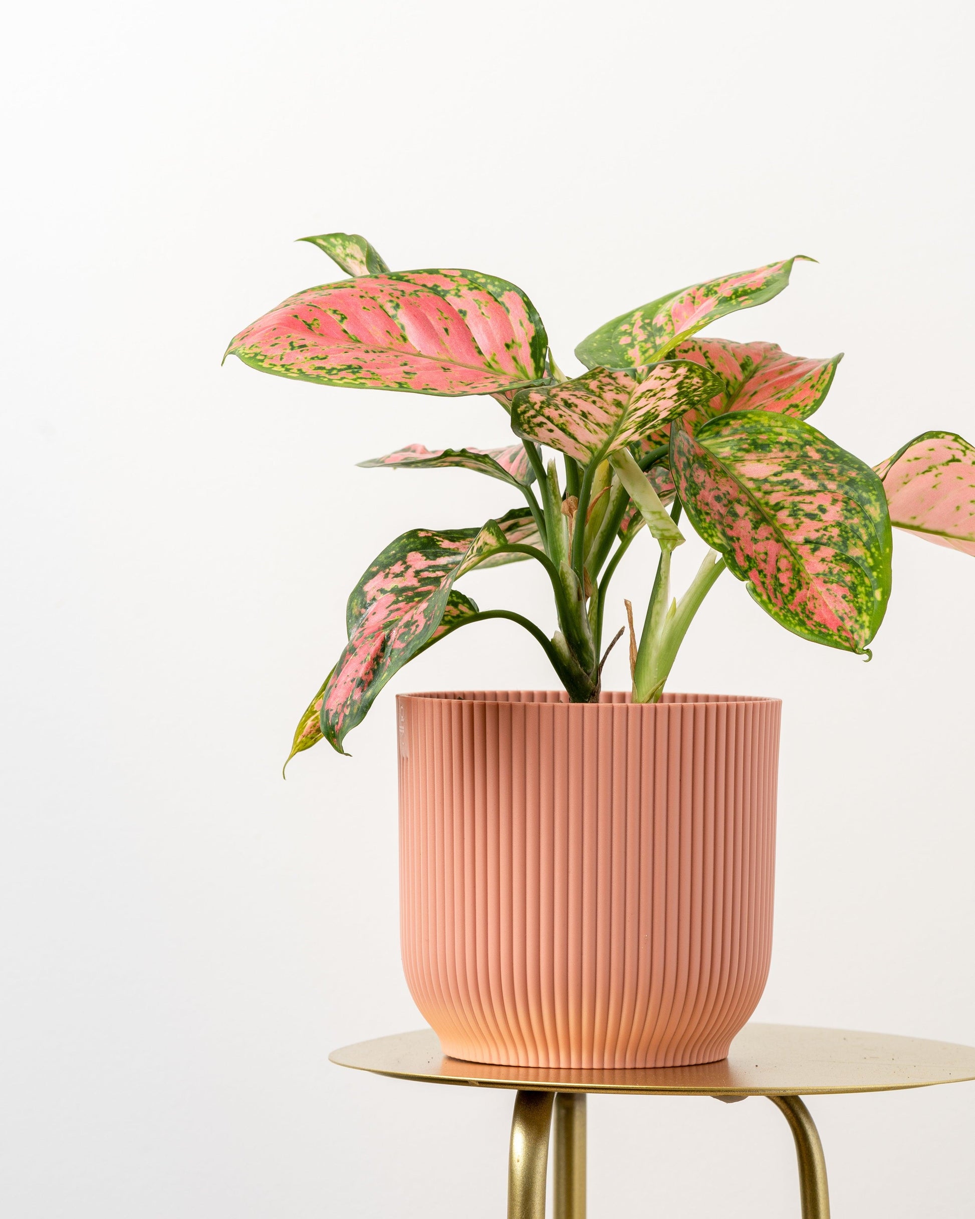 Aglaonema Spotted Star - House of Kojo