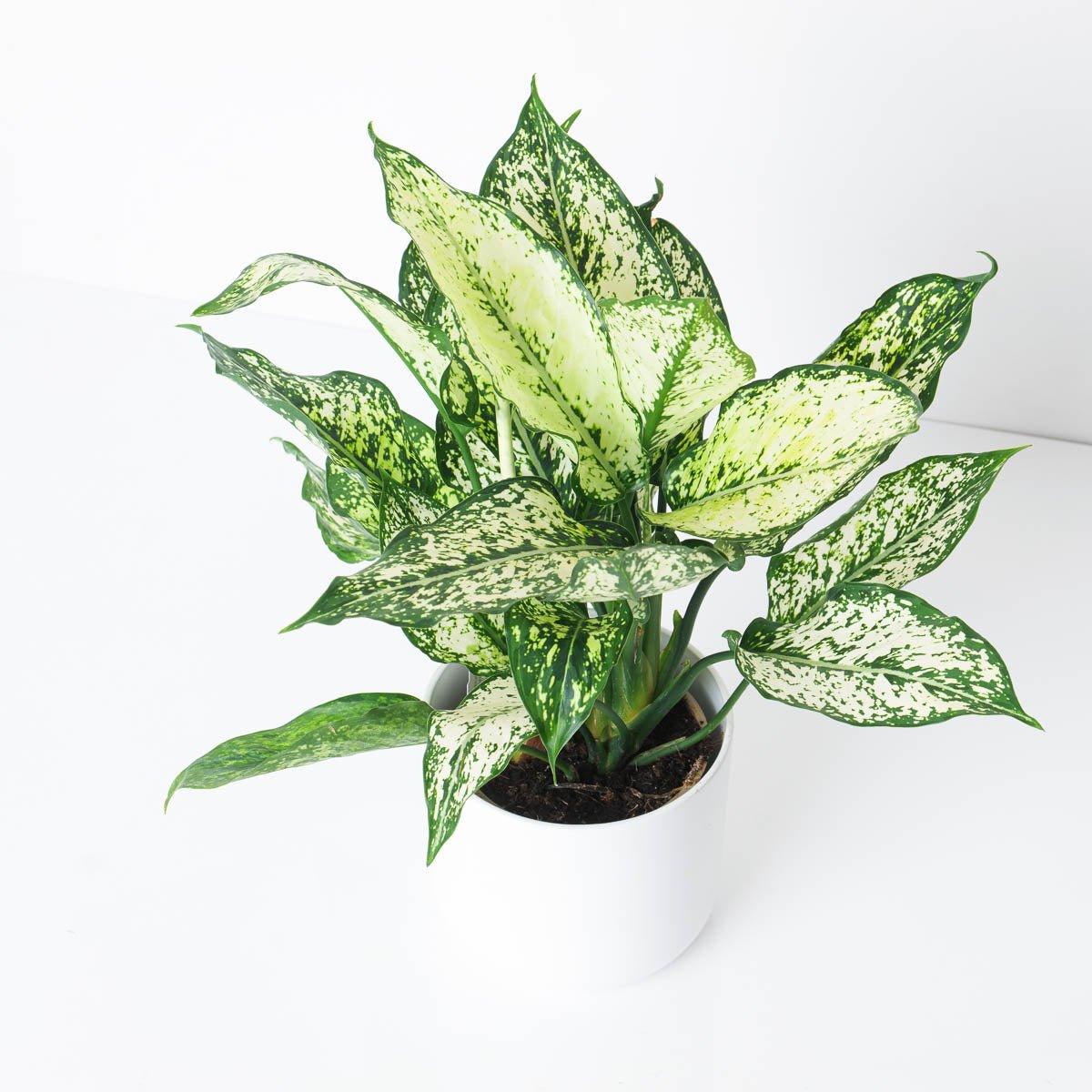 Aglaonema Spotted Star White - House of Kojo