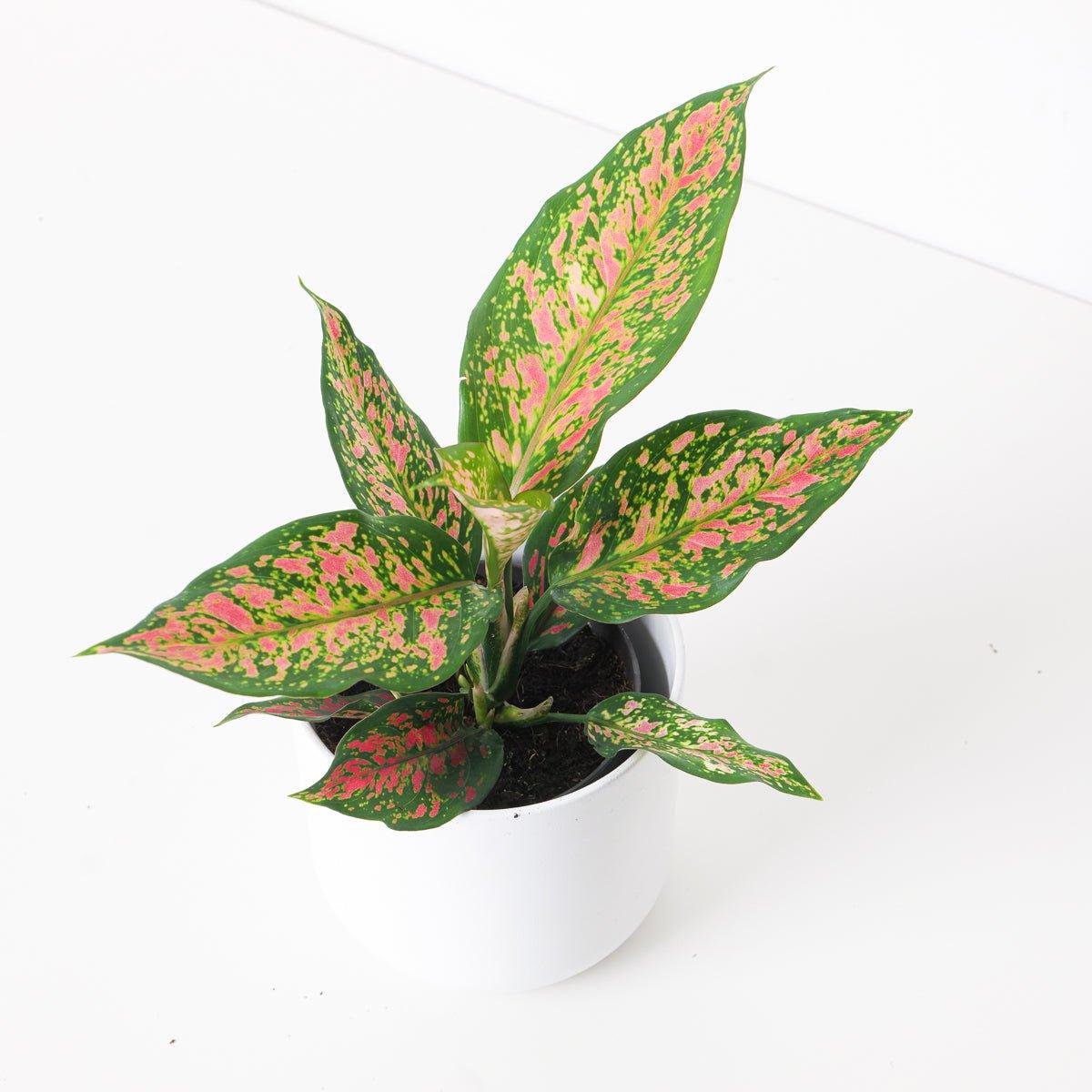 Aglaonema Strawberry Baby - House of Kojo