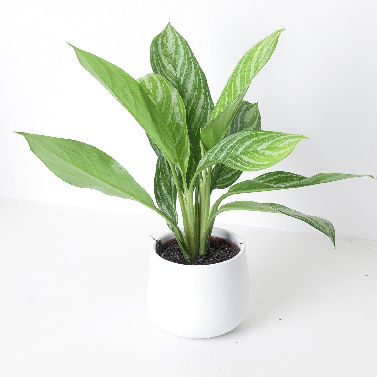 Aglaonema Stripes - House of Kojo