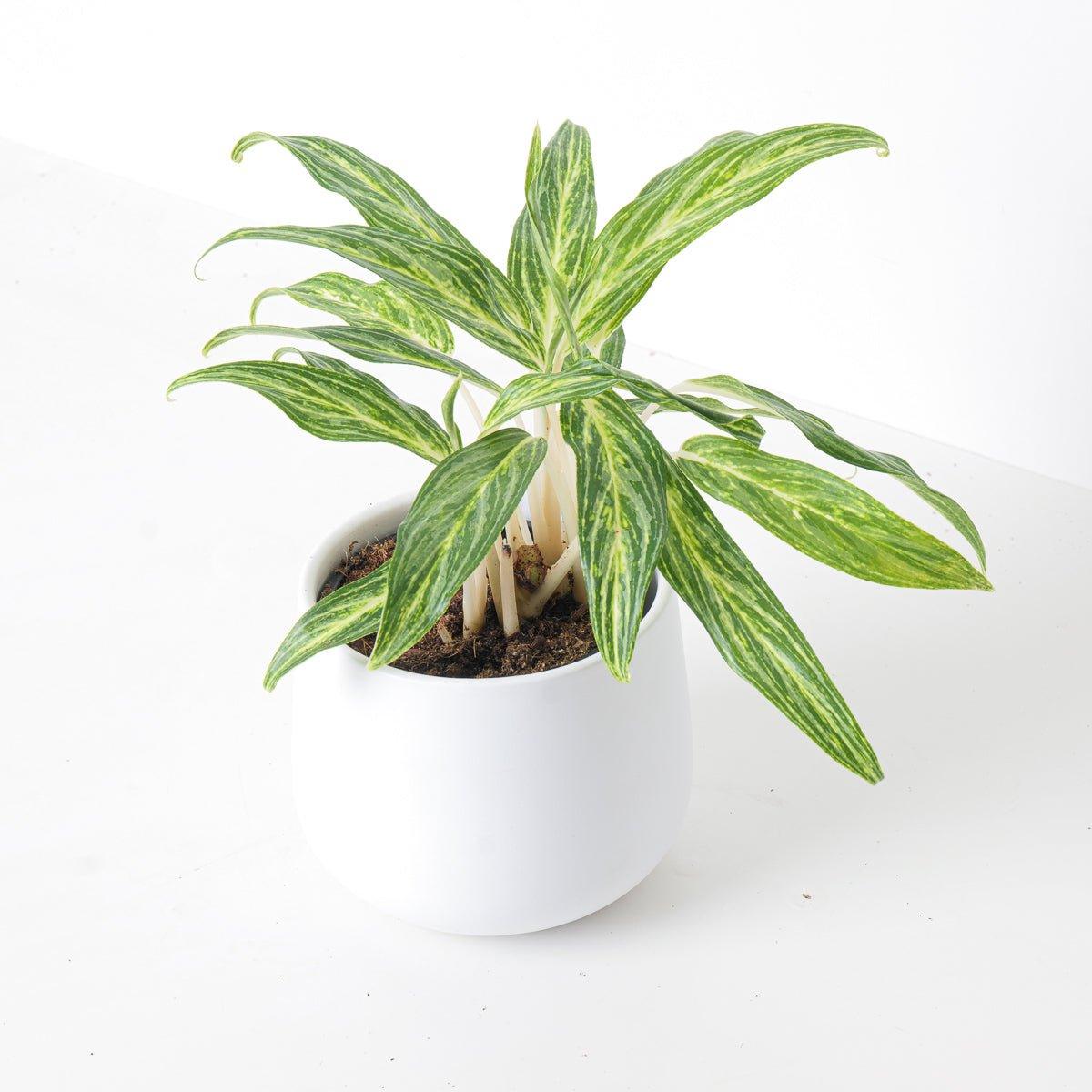 Aglaonema Sunray Green - House of Kojo