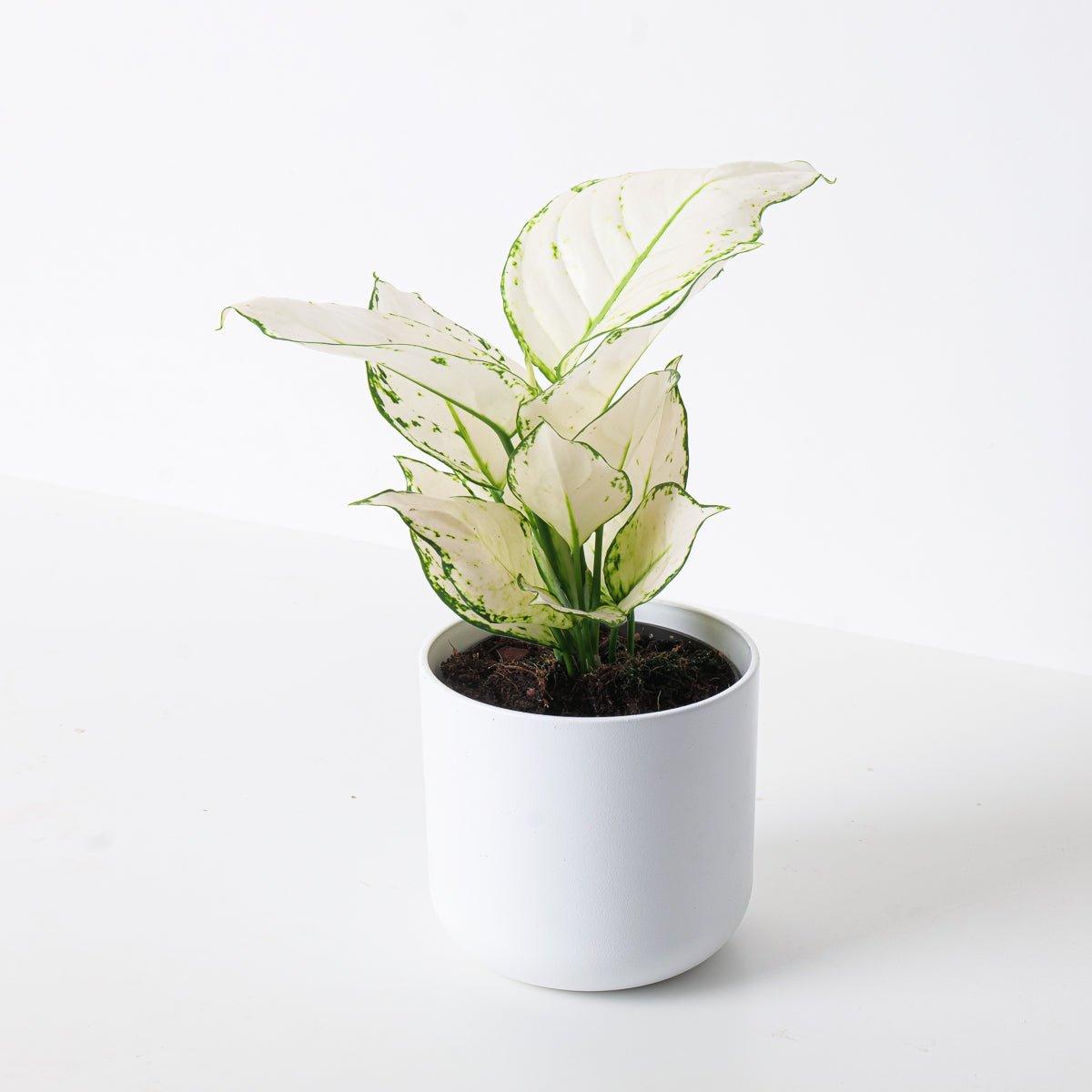 Aglaonema White Joy - House of Kojo