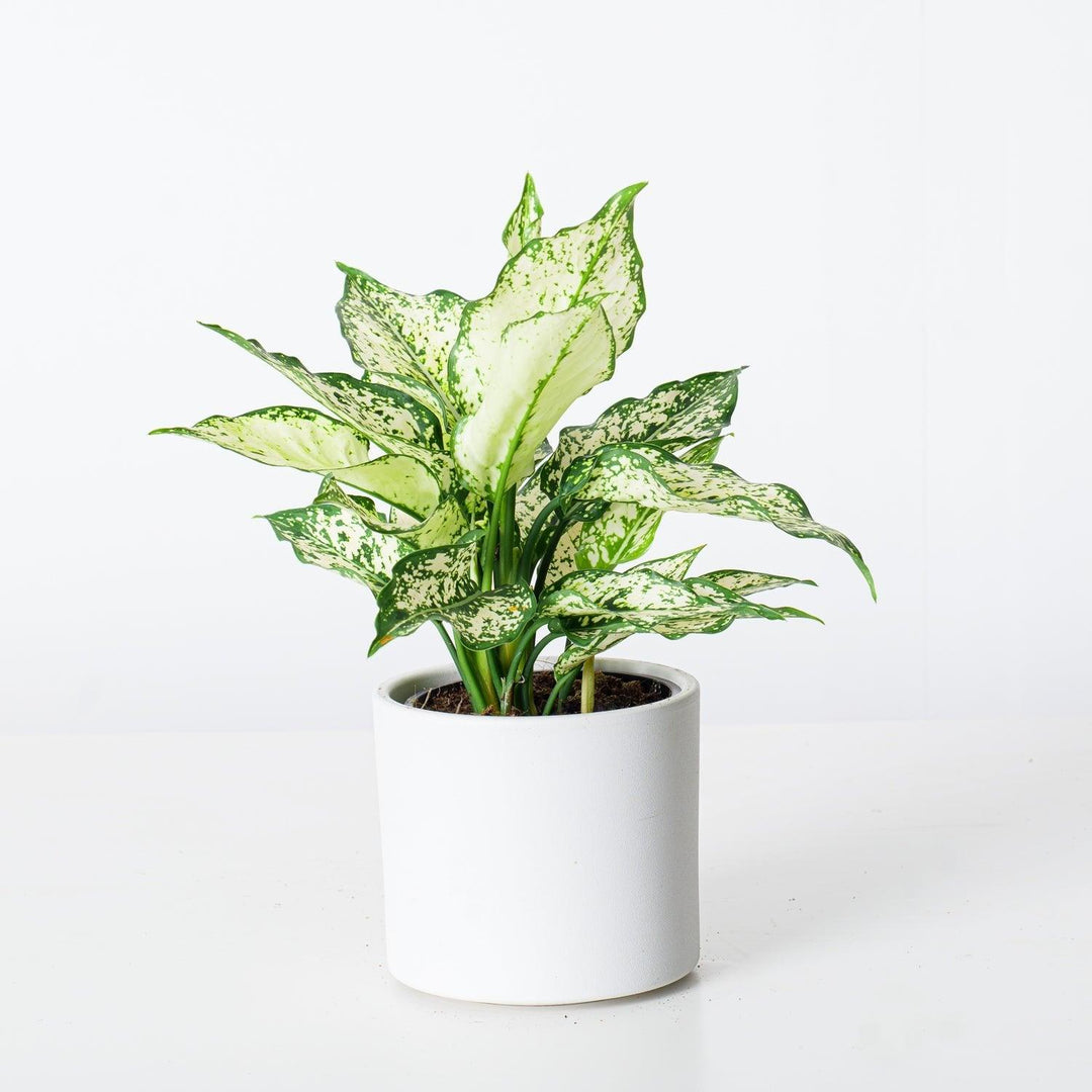 white and green aglaonema Aglaonema White Kiwi