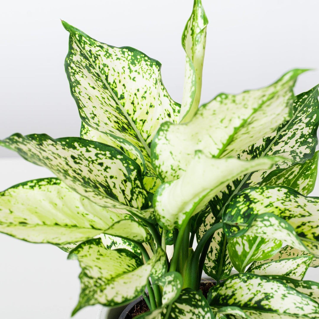 green and white aglaonema Aglaonema White Kiwi
