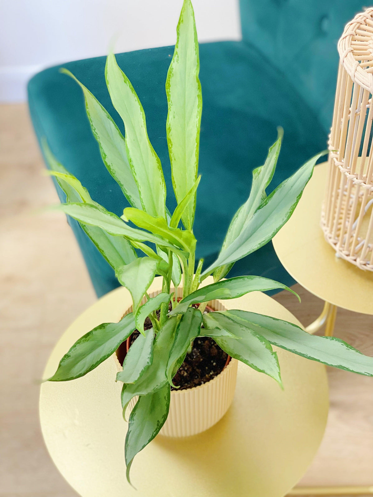 Aglaonema White Lance | Chinese Evergreen | House Plant - House of Kojo